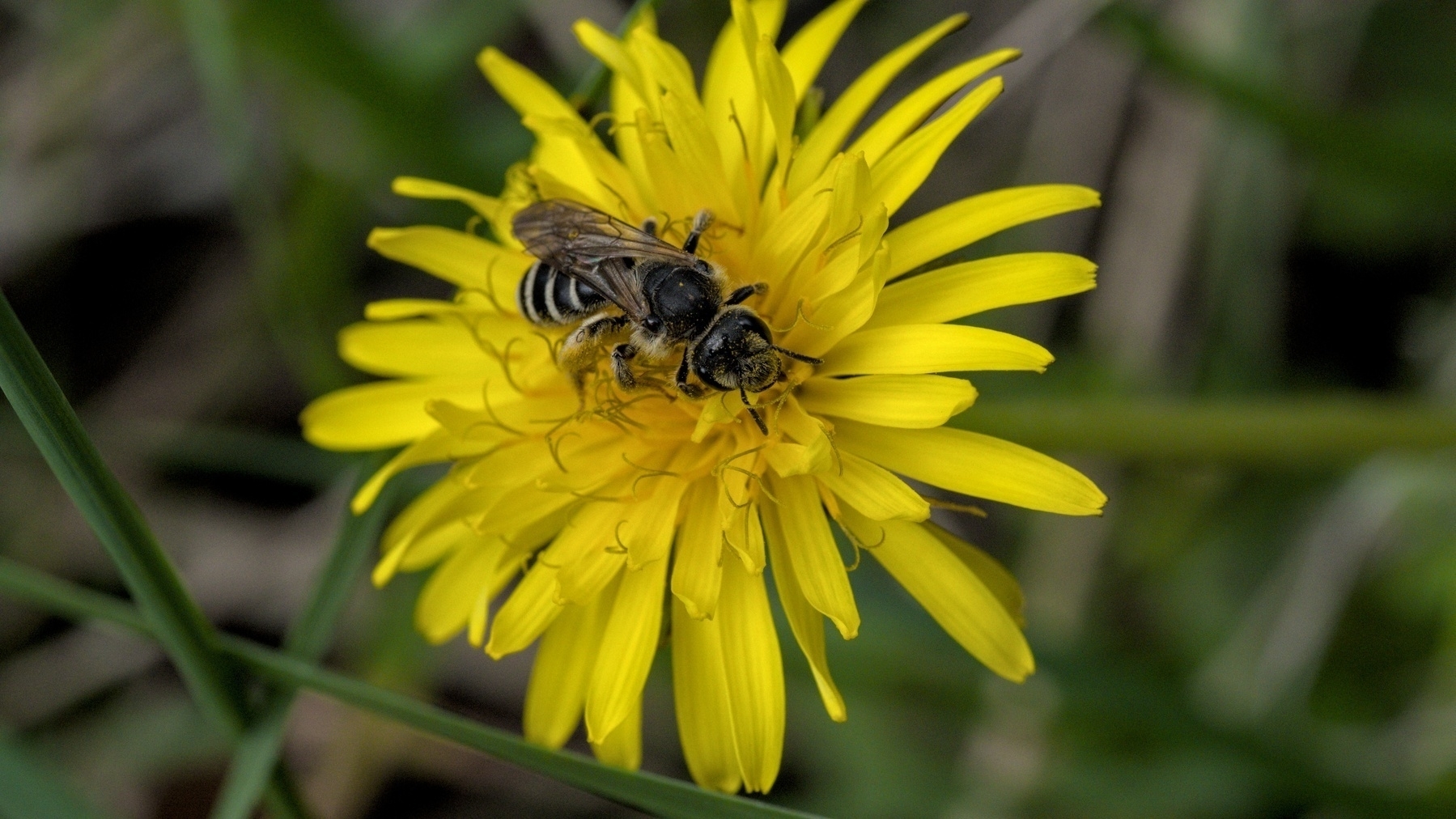 Dandelion