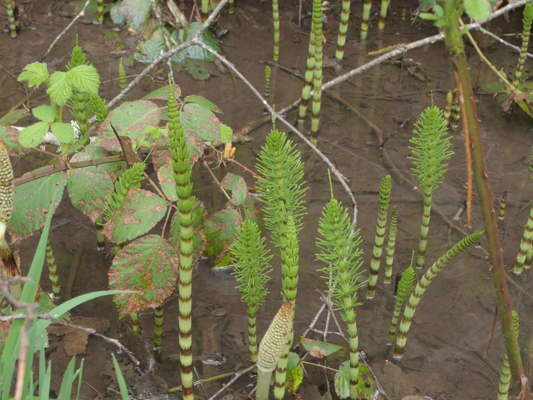 Horsetail