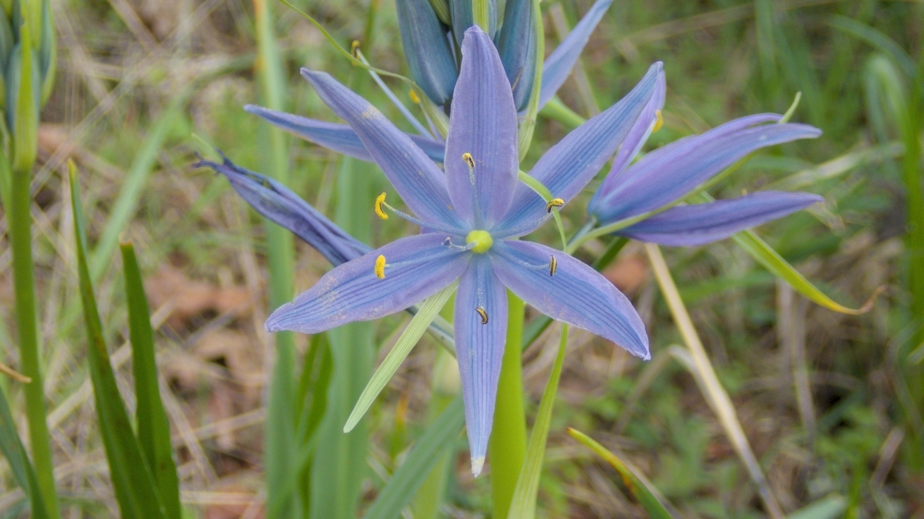 Camas Lily