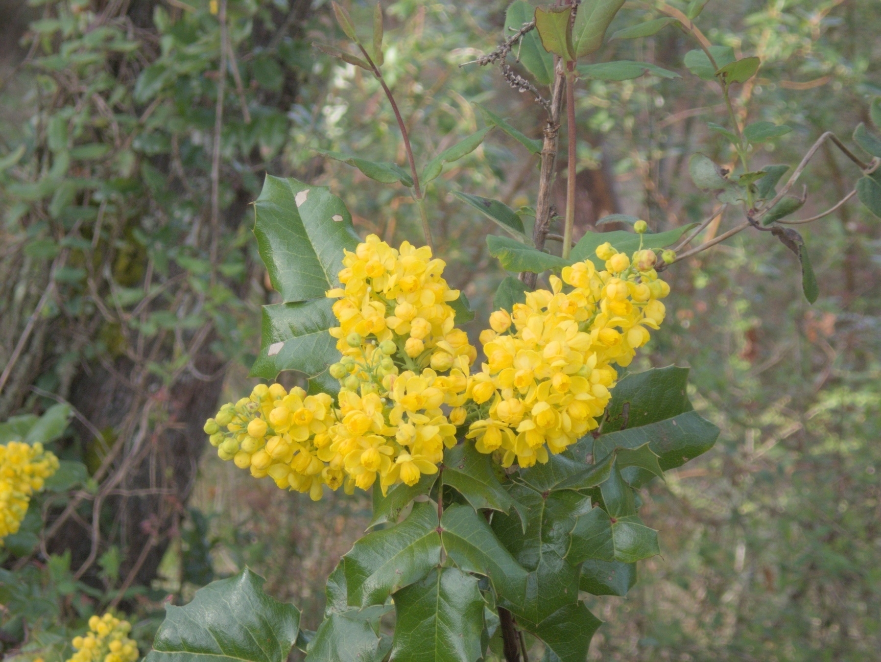 Holly
