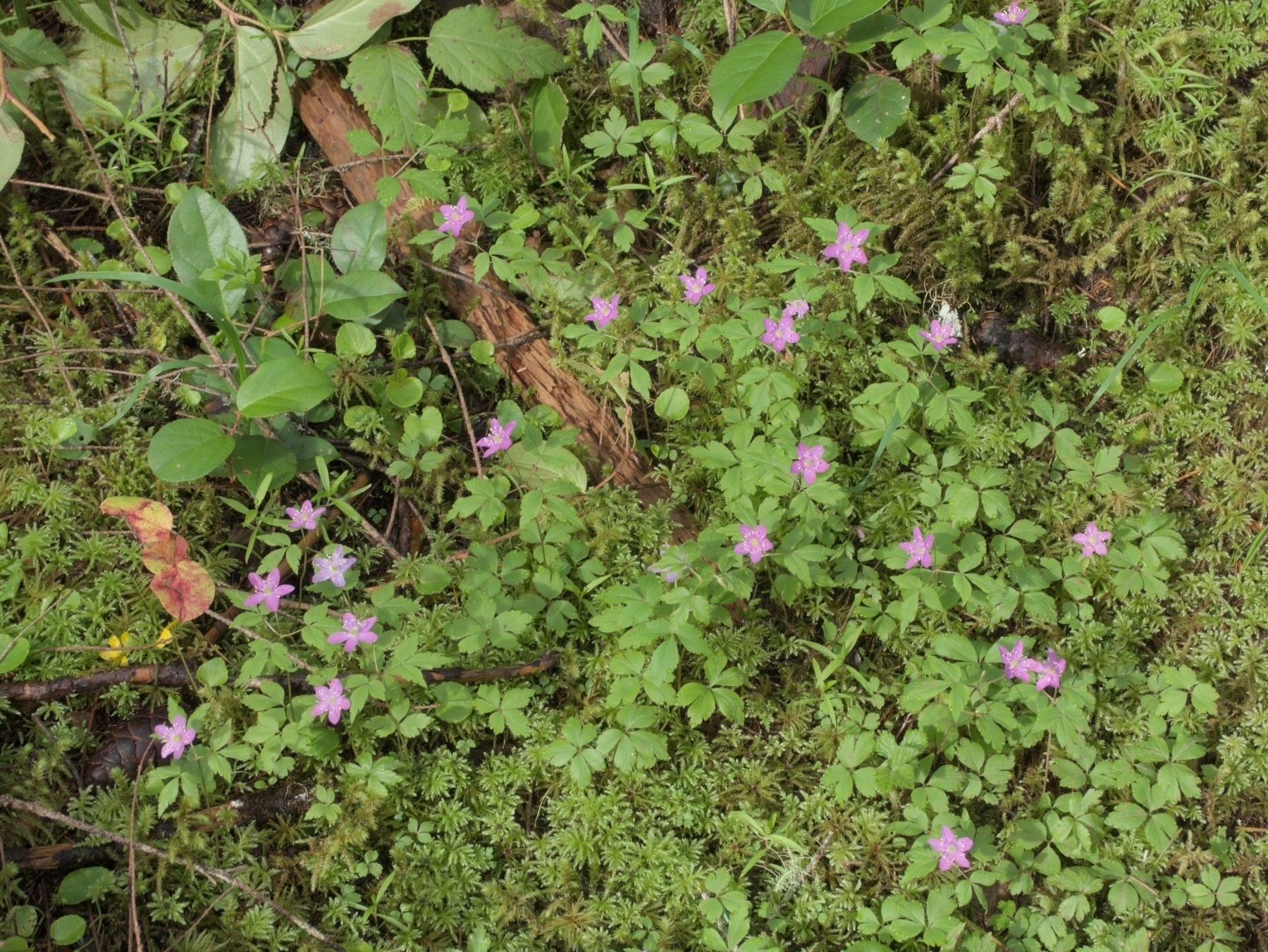 Herb Robert