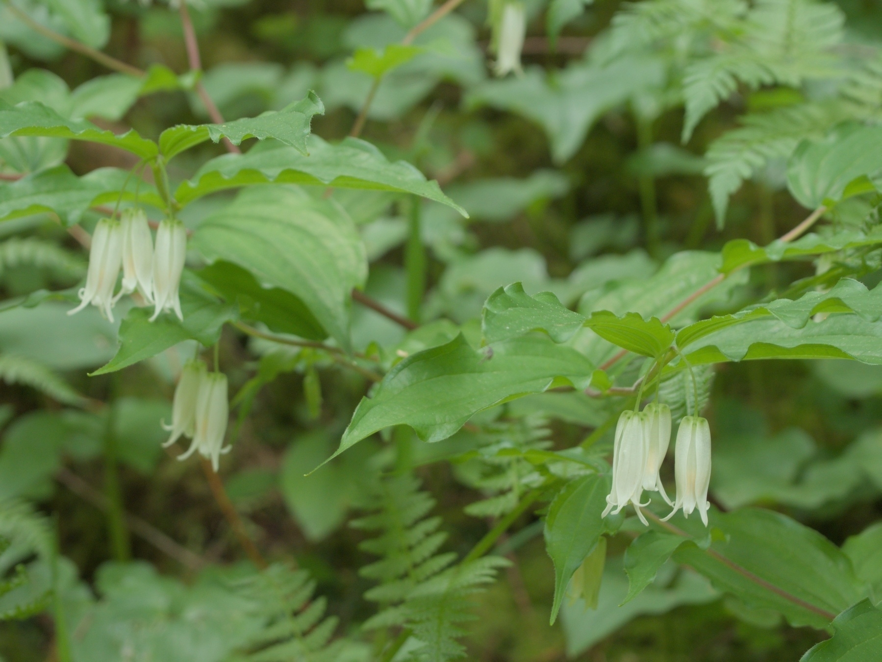 Hooker's Fairy Bells