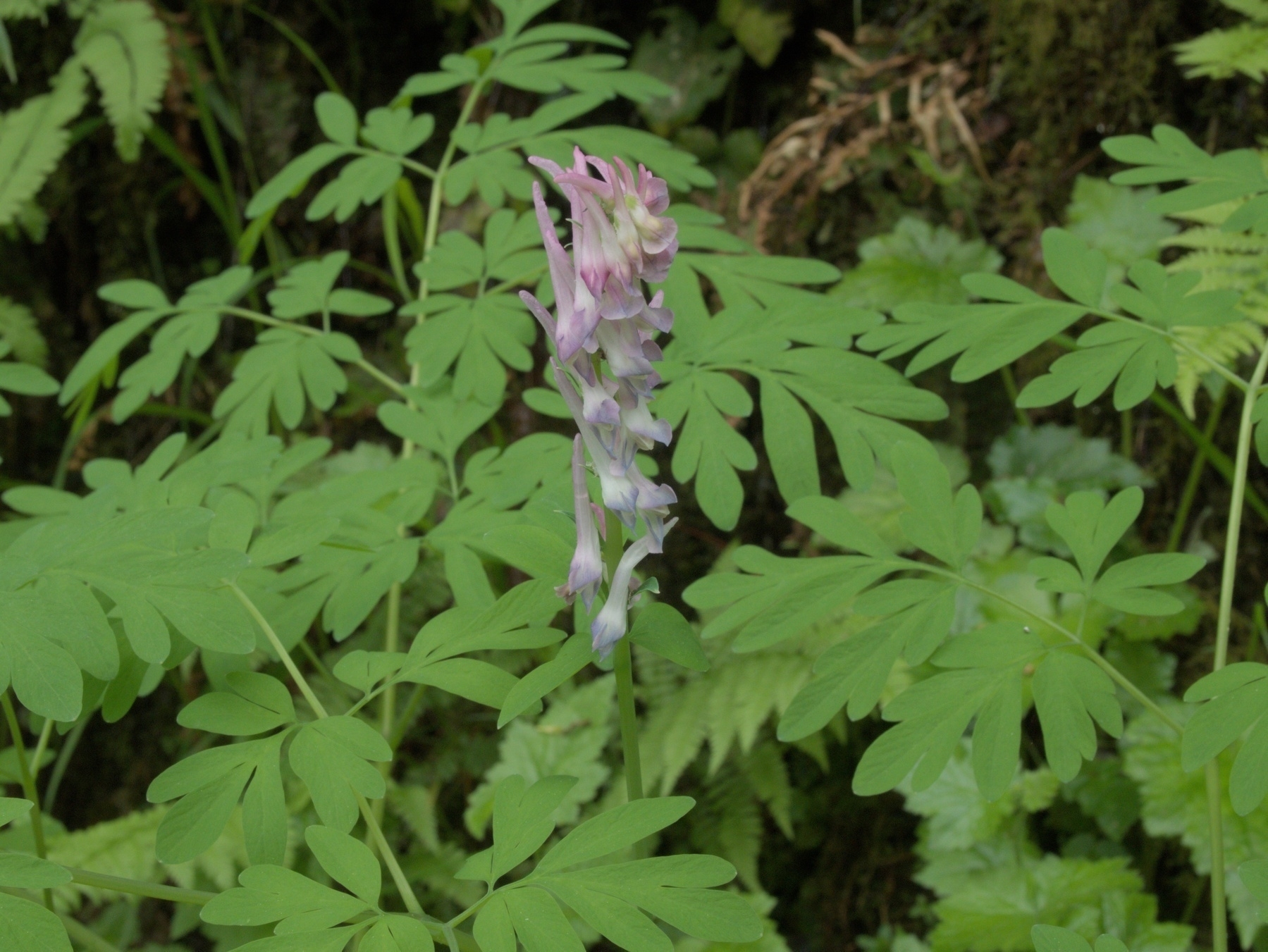 Corydalis
