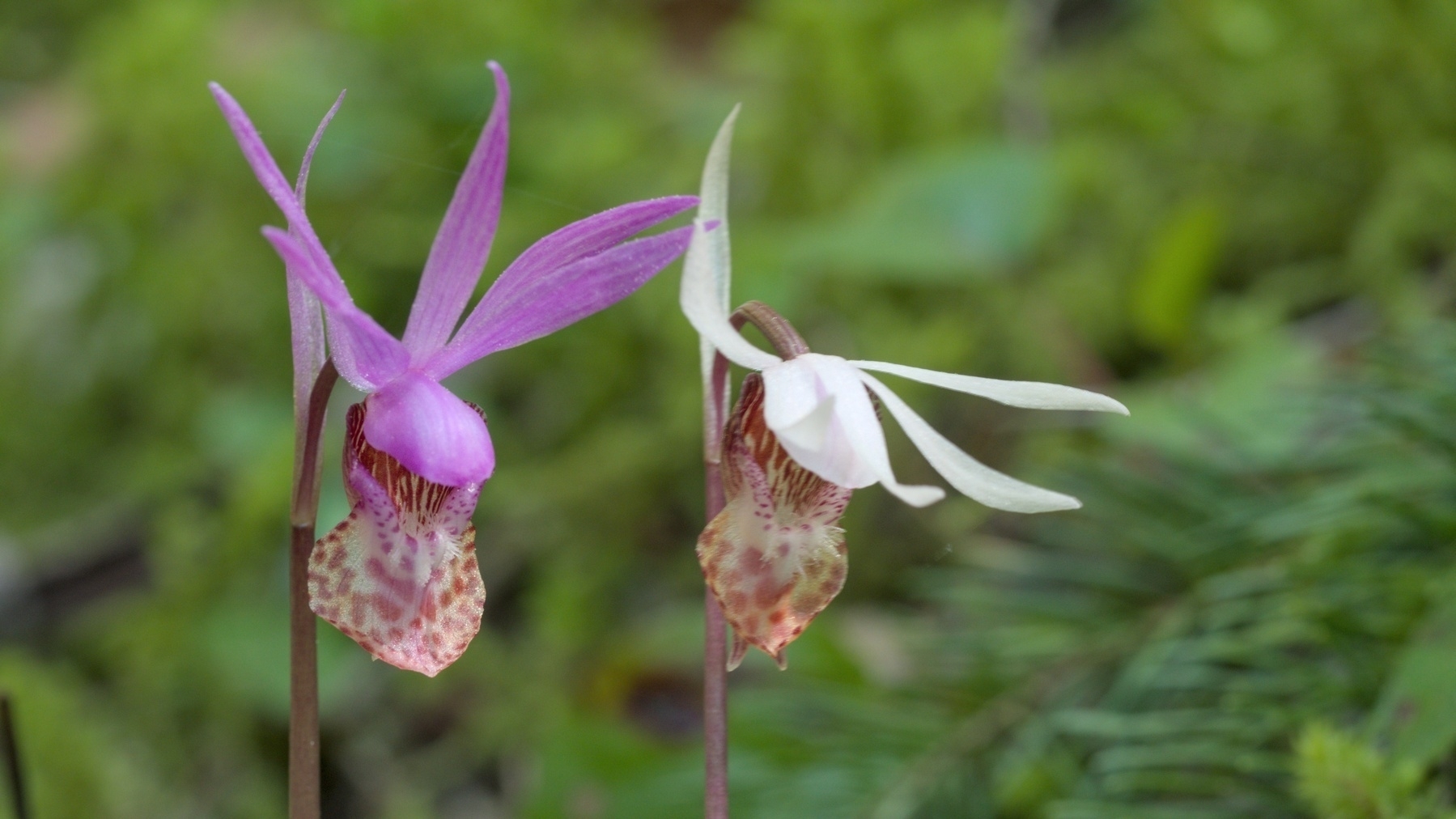 Calypso Orchid