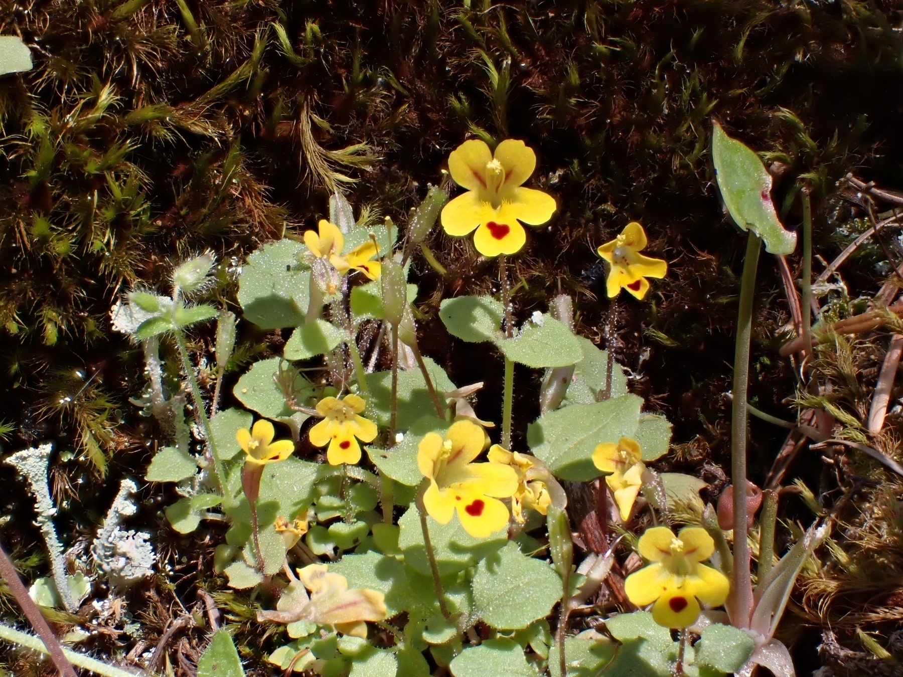 Chickweed Monkeyflower