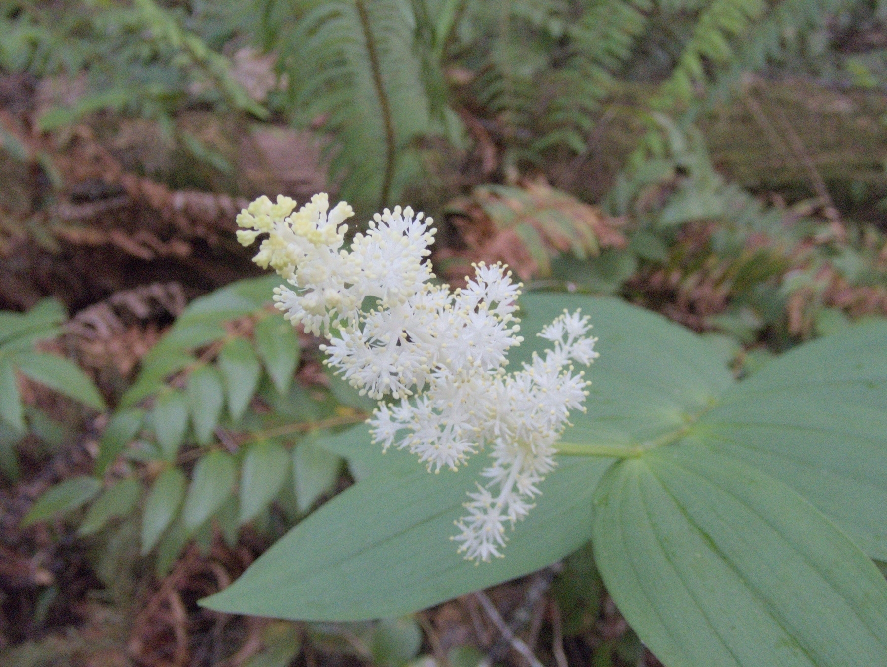 False Solomon's Seal