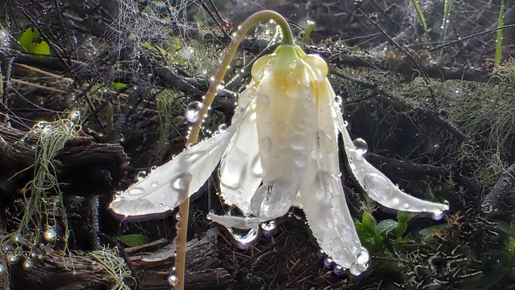 Fawn Lily