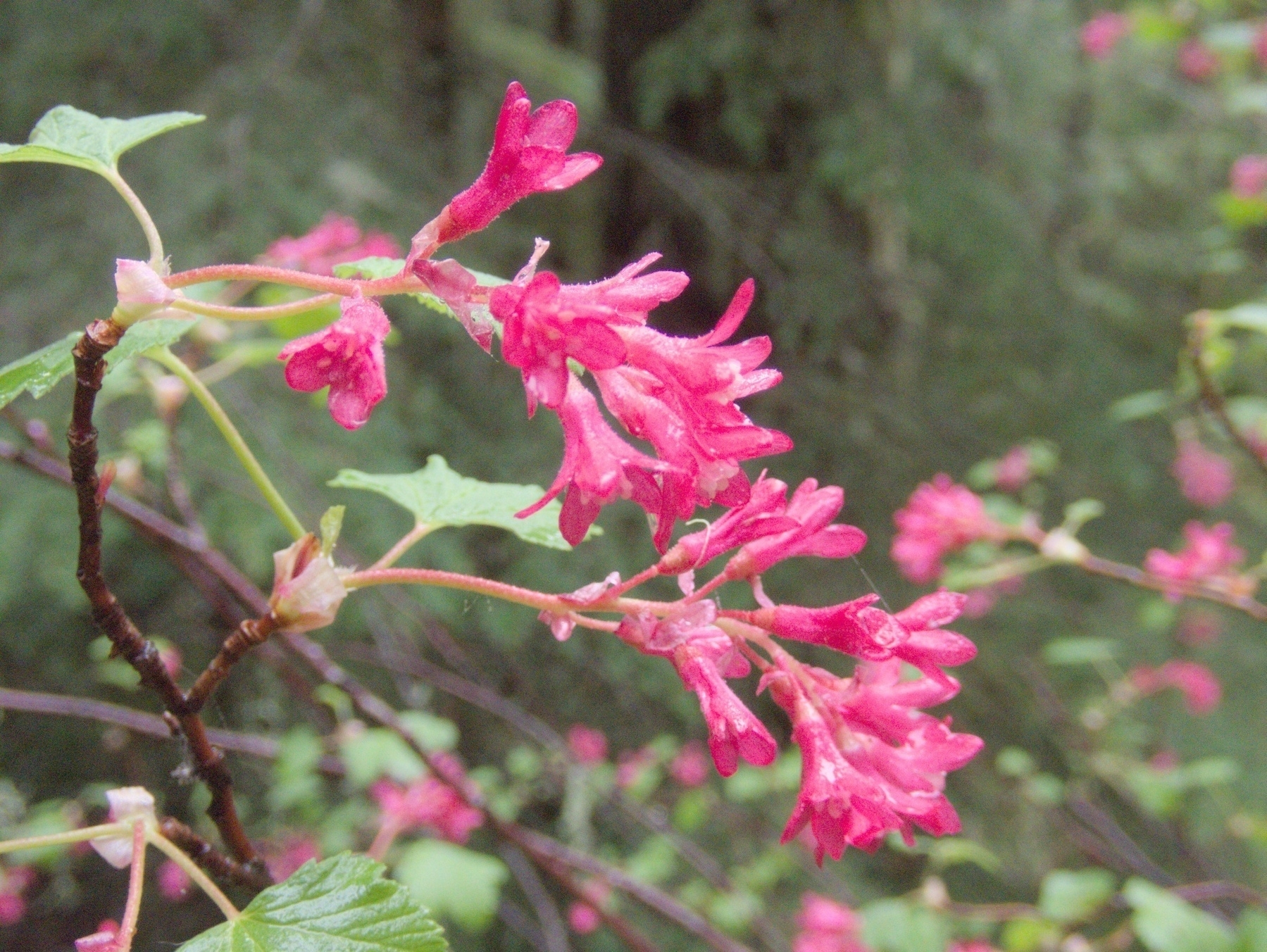 Flowering Red Currant