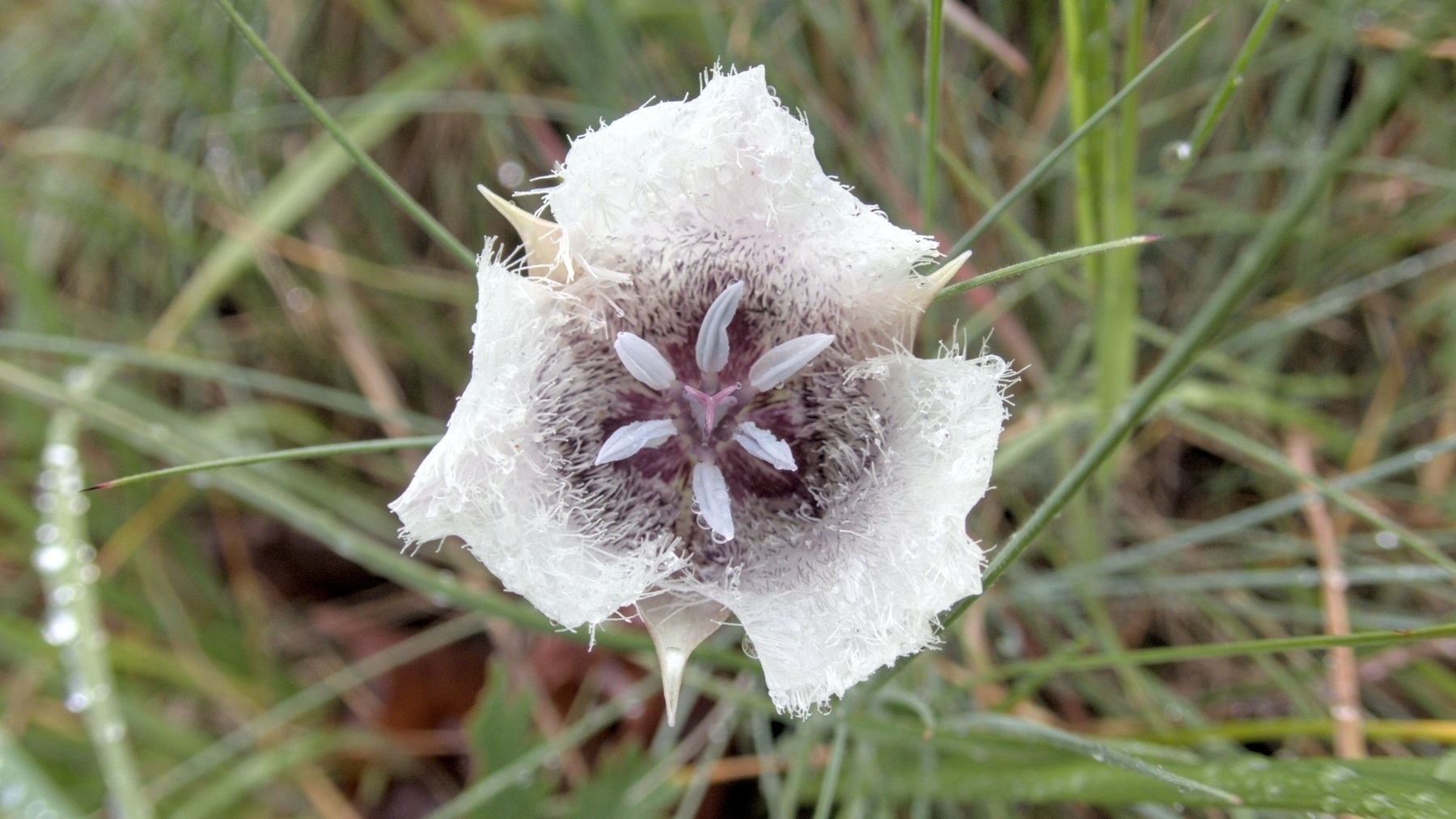 Elegant Mariposa Lily
