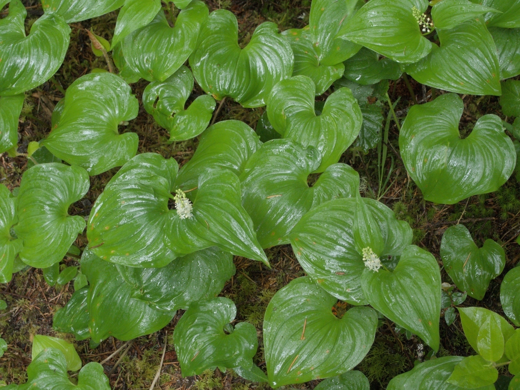 False Lily-of-the-Valley