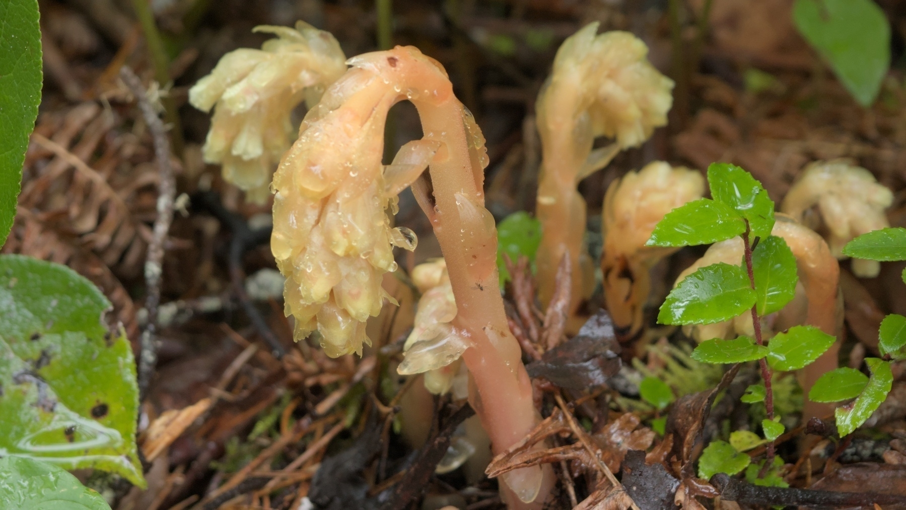 Indian Pipe