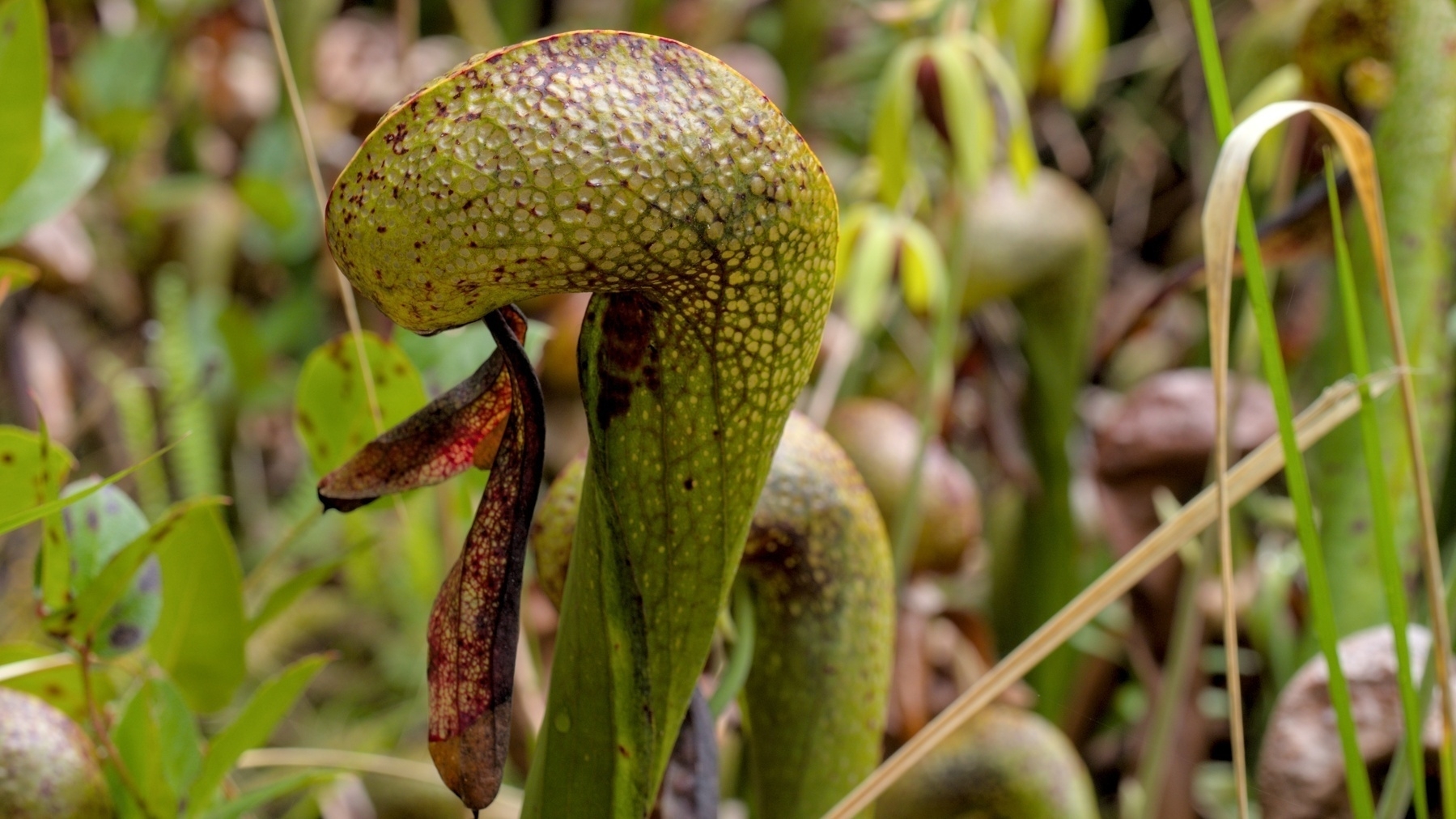 Darlingtonia