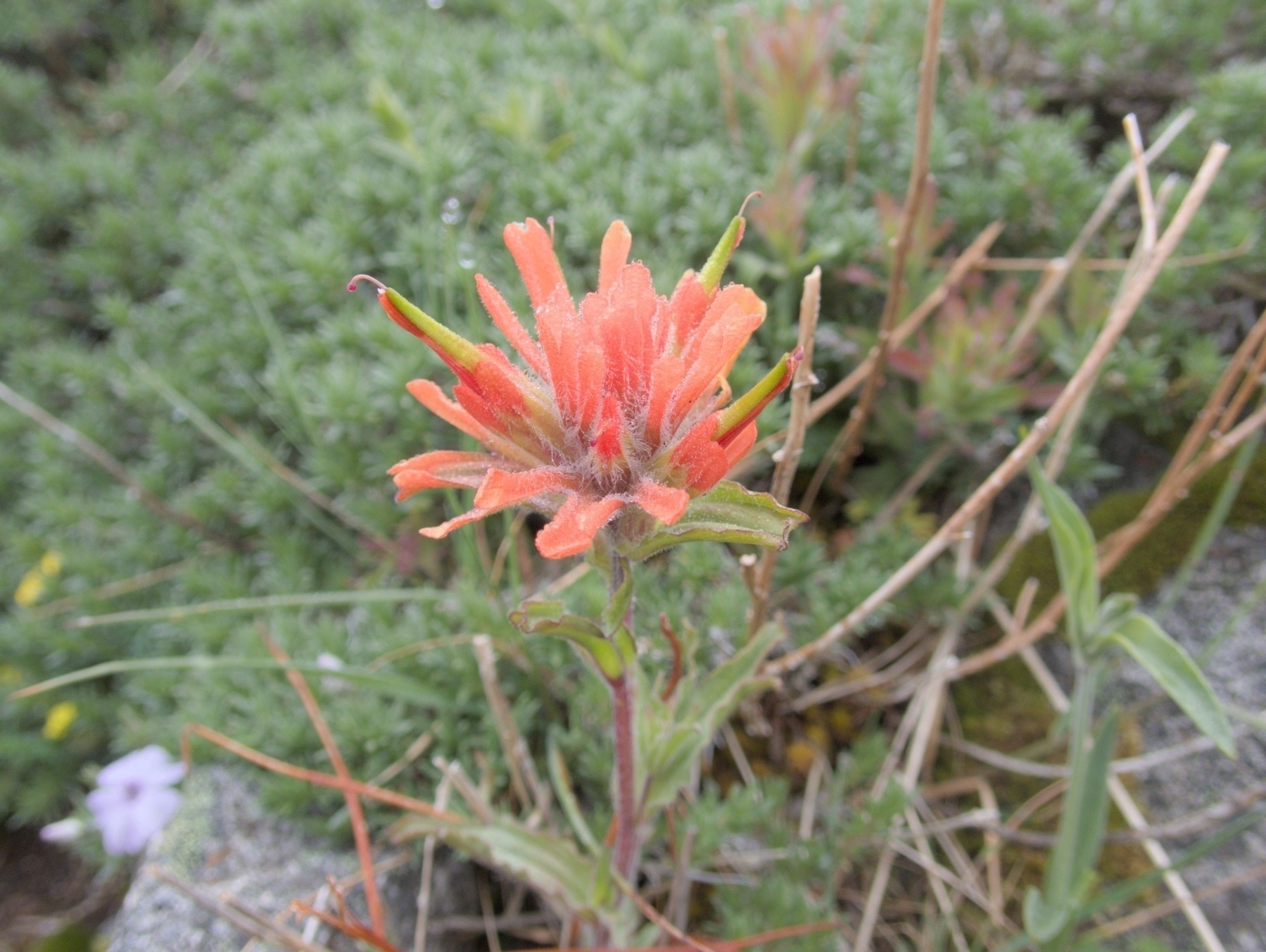 Indian Paintbrush