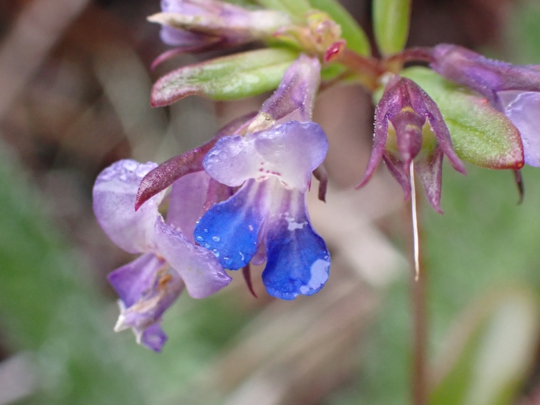Blue-Eyed Mary