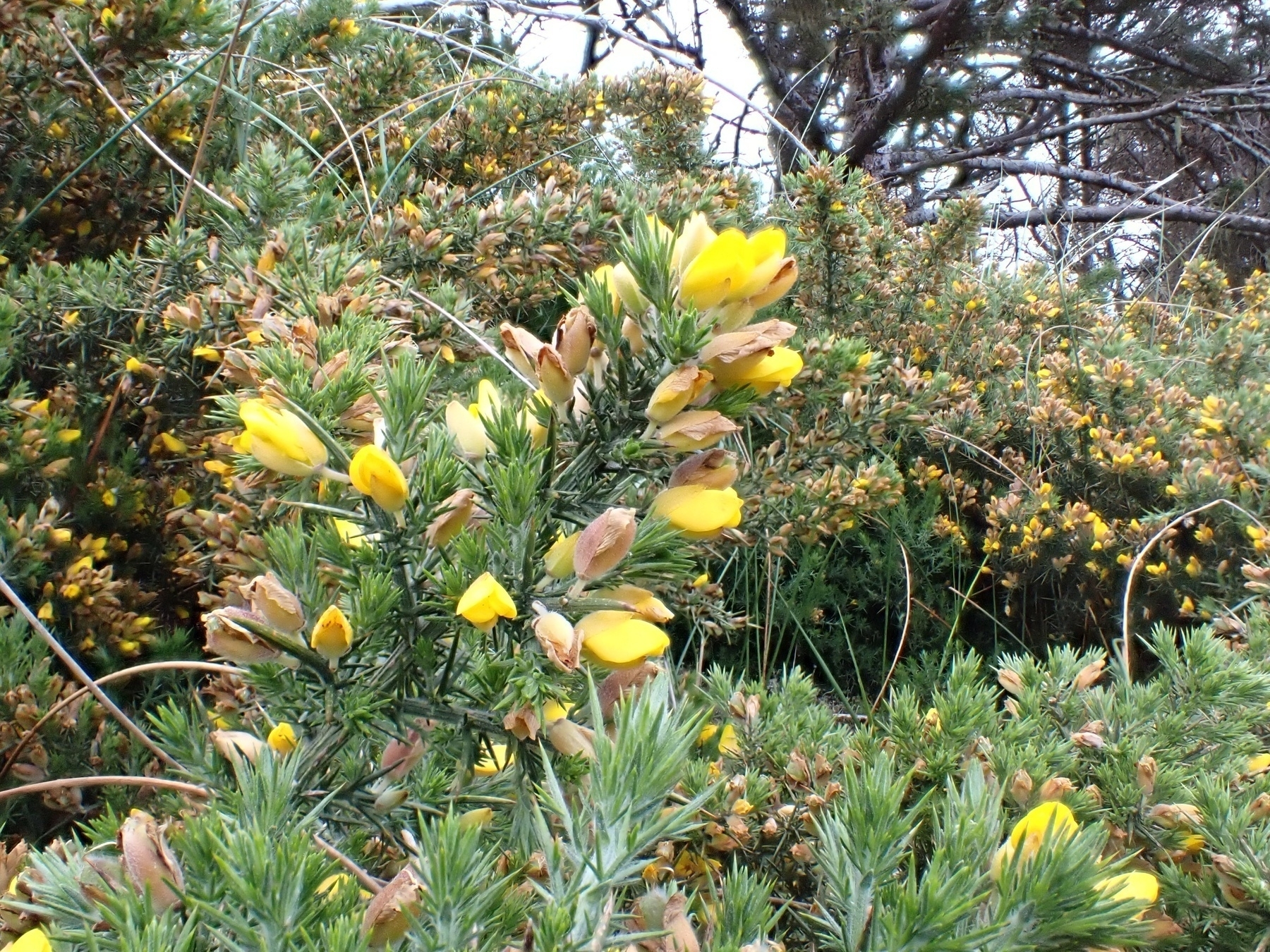 Gorse