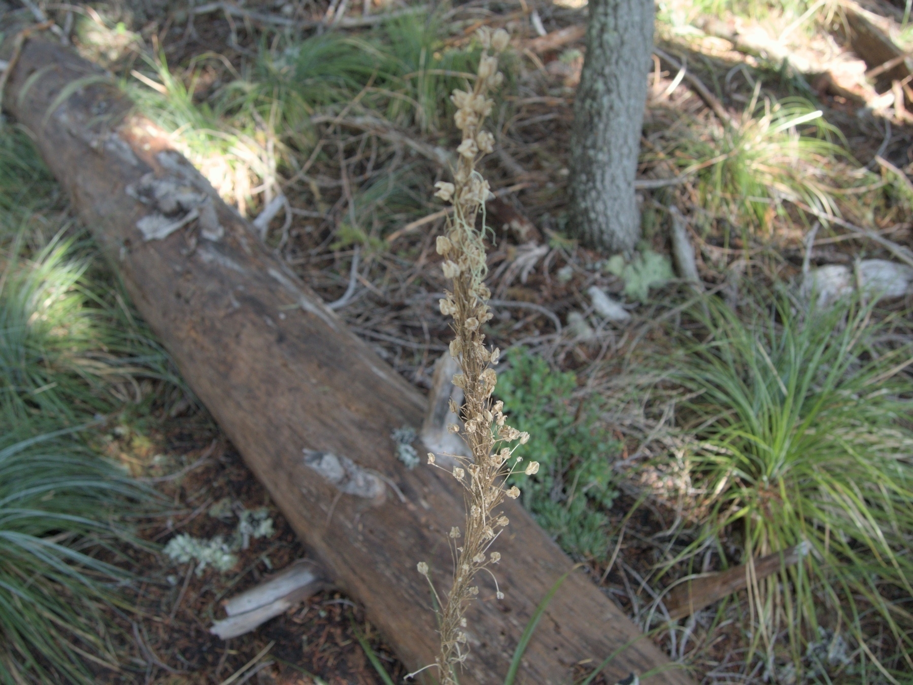 Bear Grass