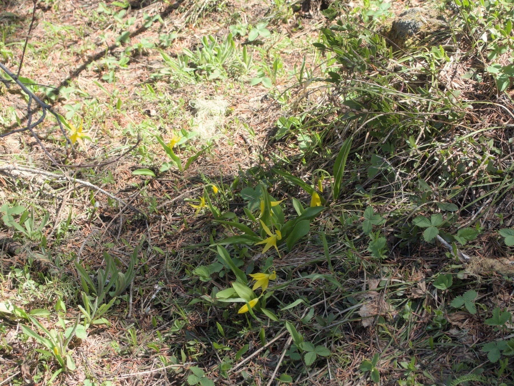 Glacier Lily