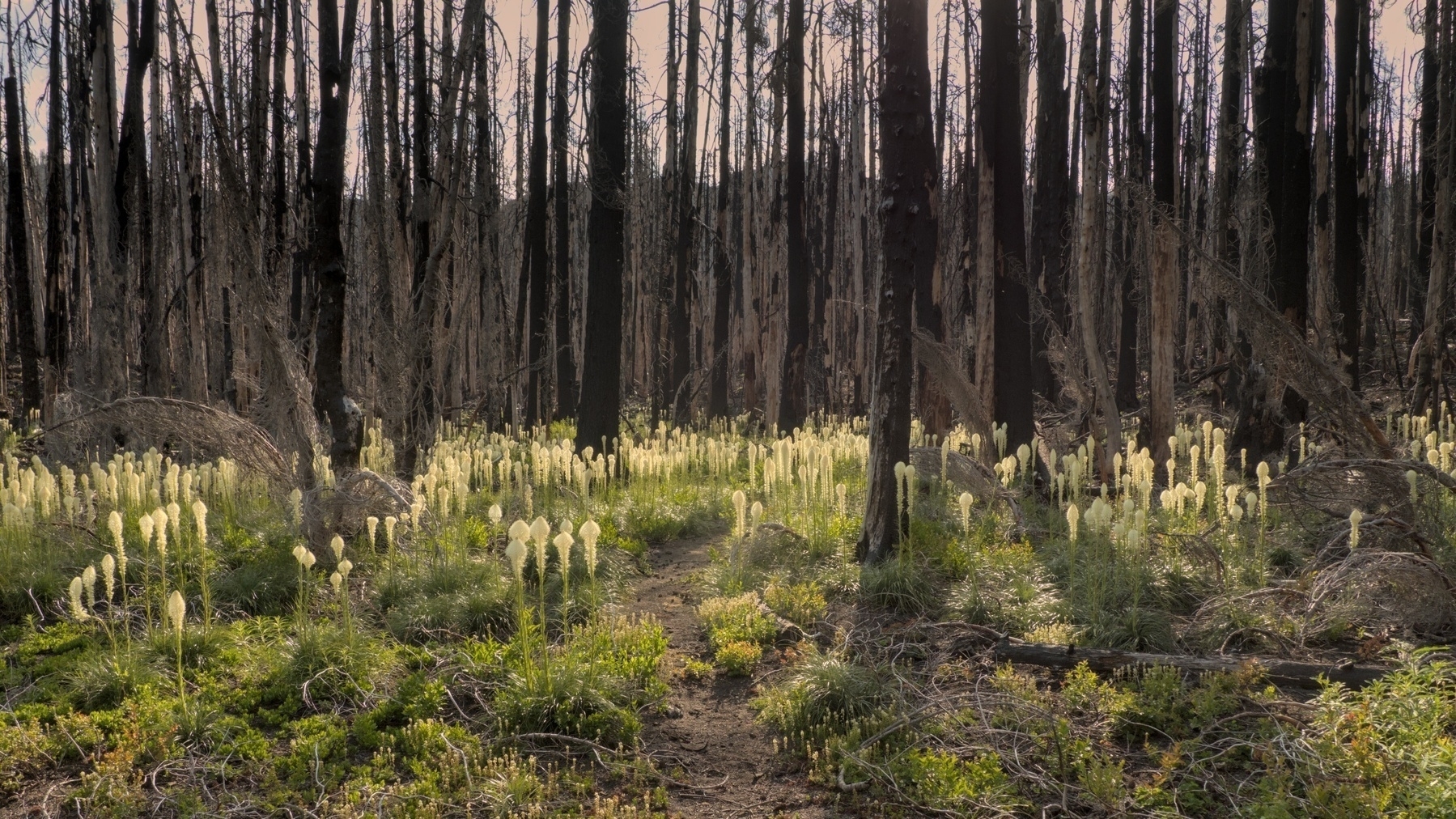 Beargrass in full bloom