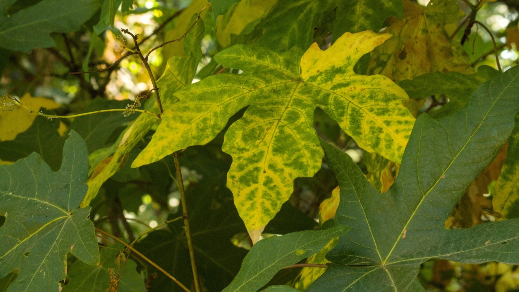 Green leaf turning yellow