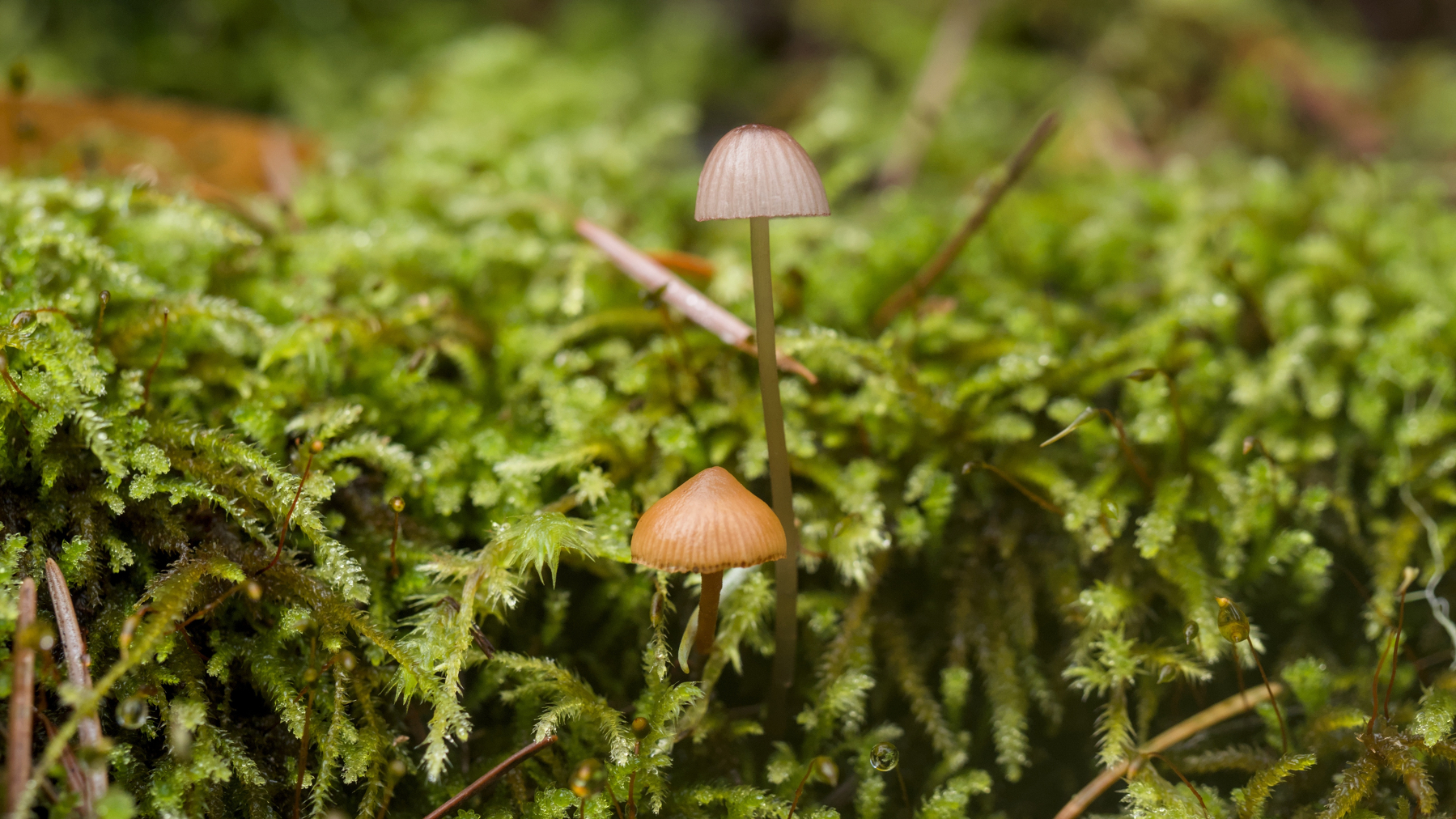 two tiny mushrooms surrounded by moss