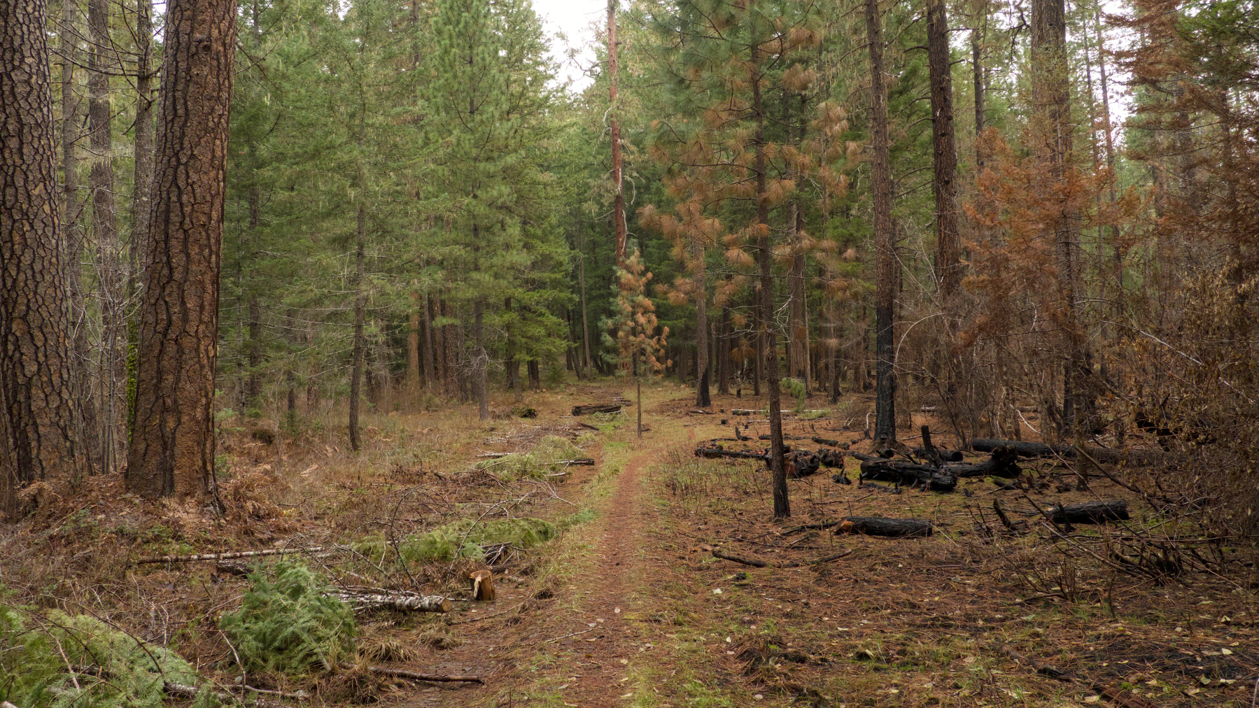 a half-scorched tree in the forest