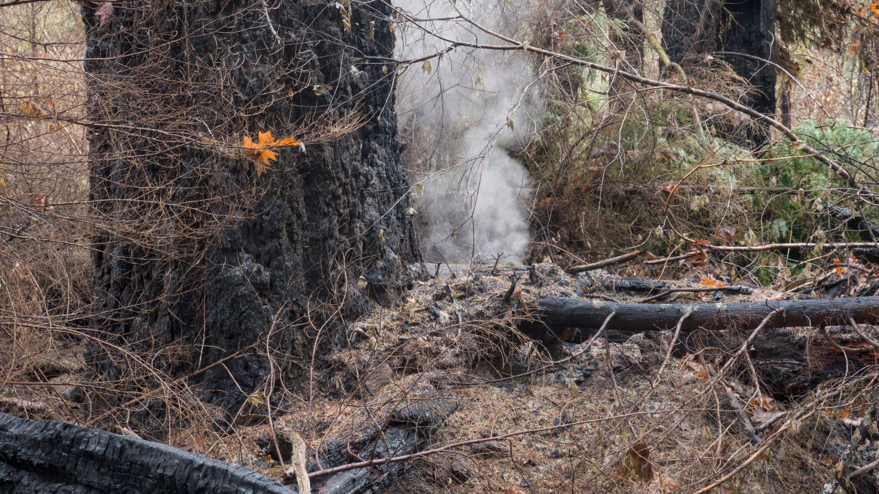 burned trees and a smoky plume