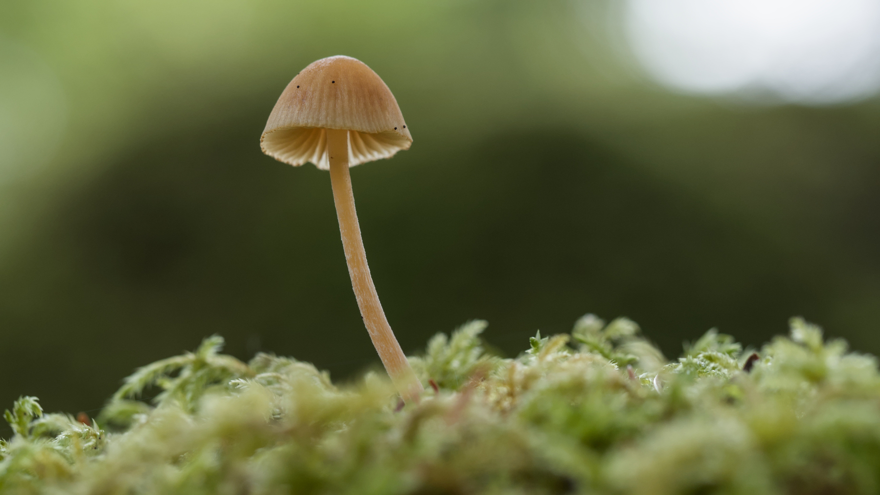 a single mushroom on a moss pad