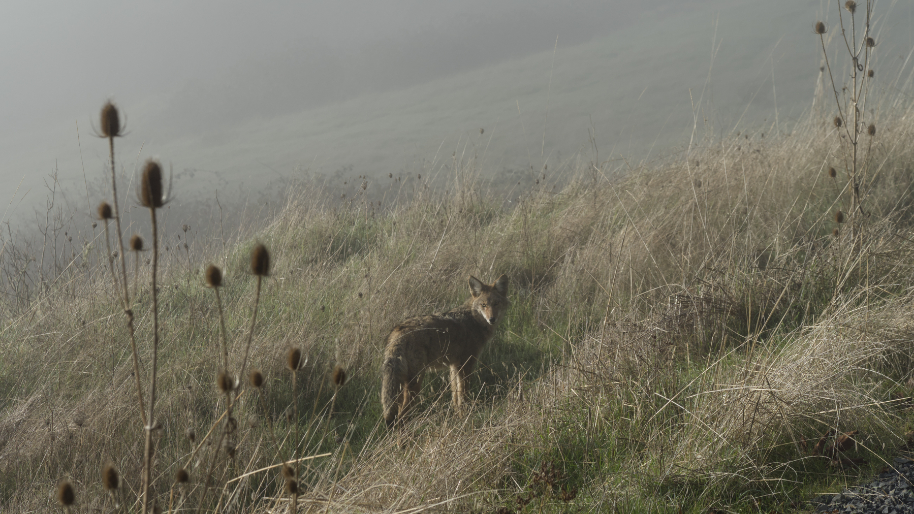 coyote in the grass