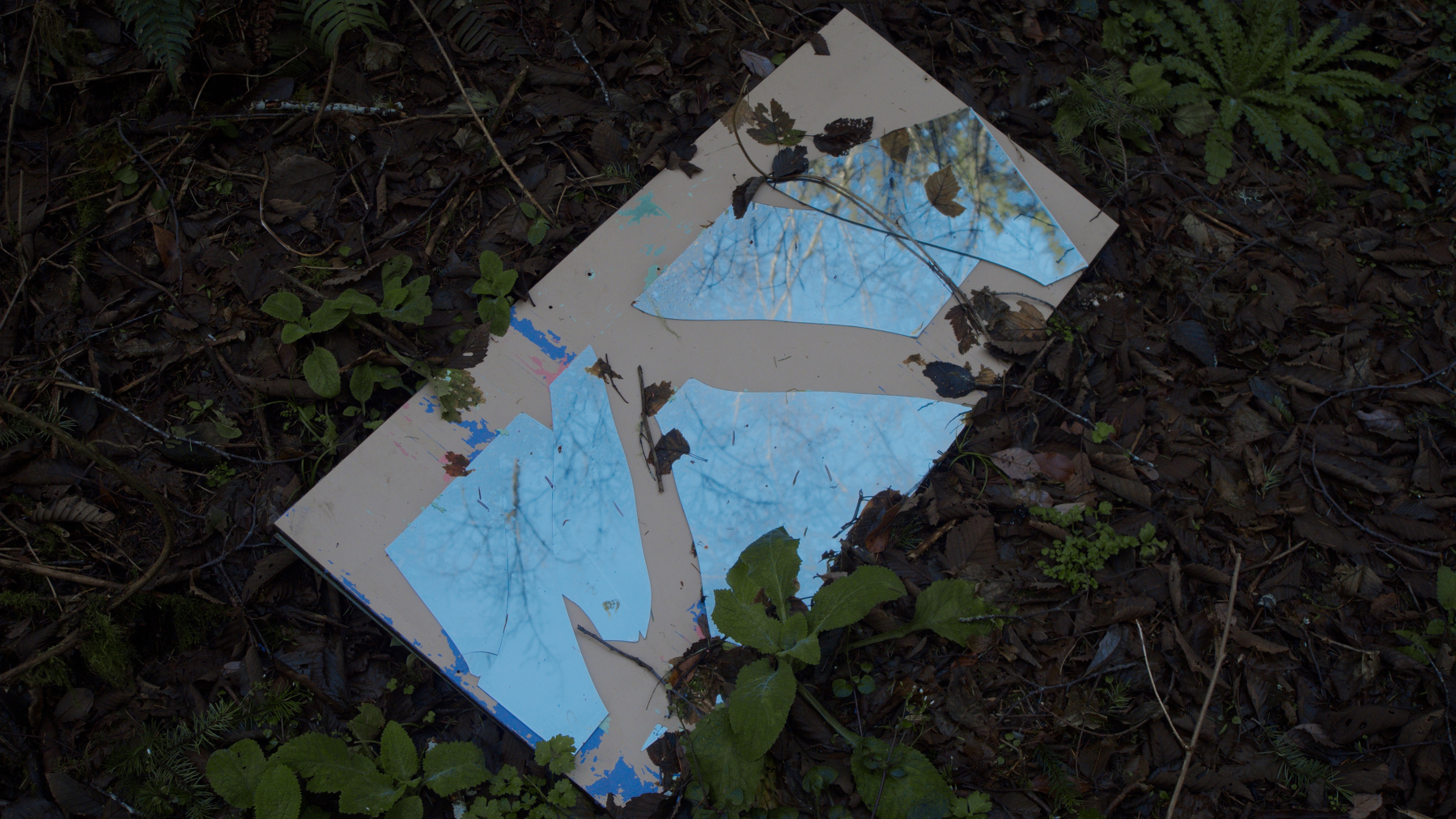 Broken mirror reflecting trees and sky