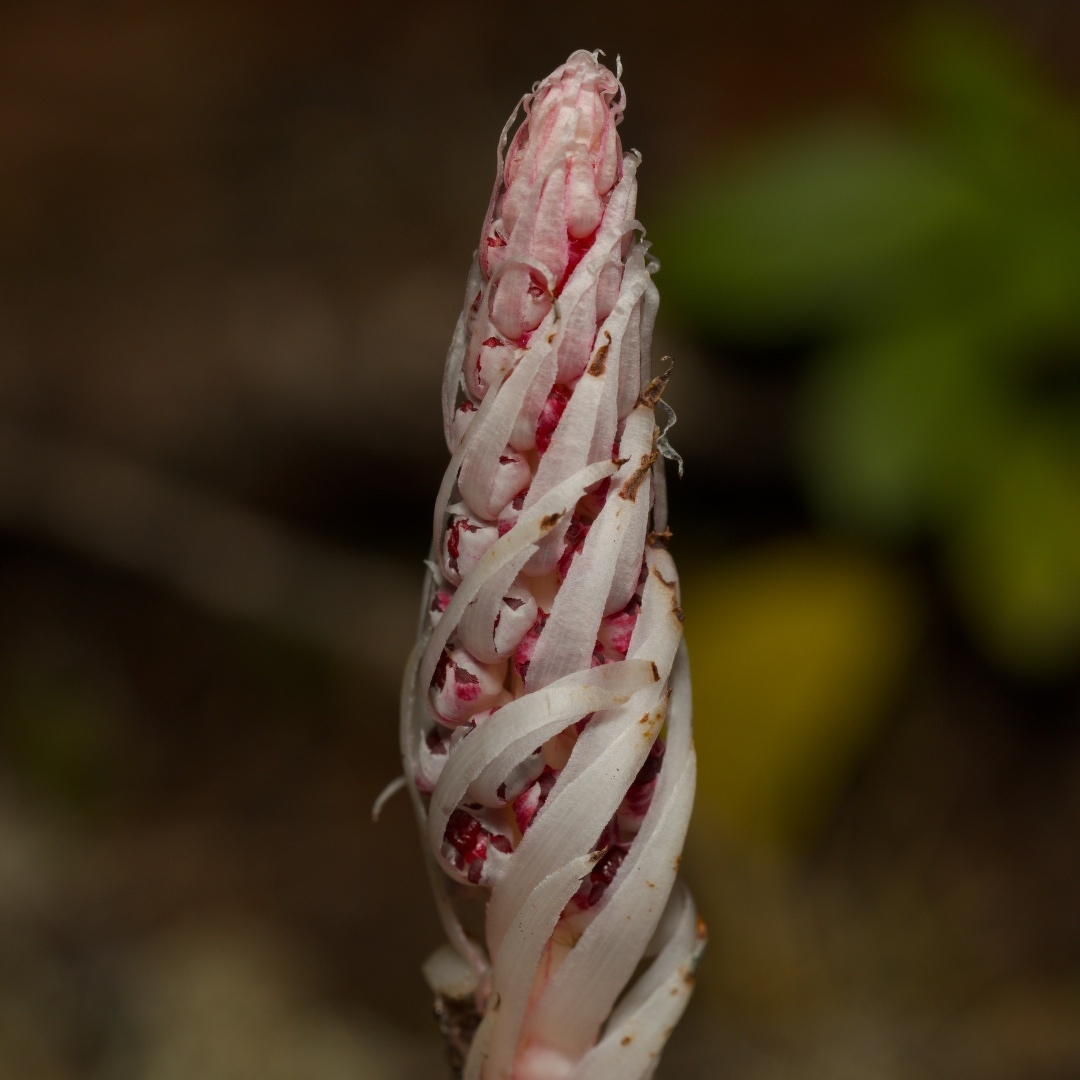 close up of a candystick plant