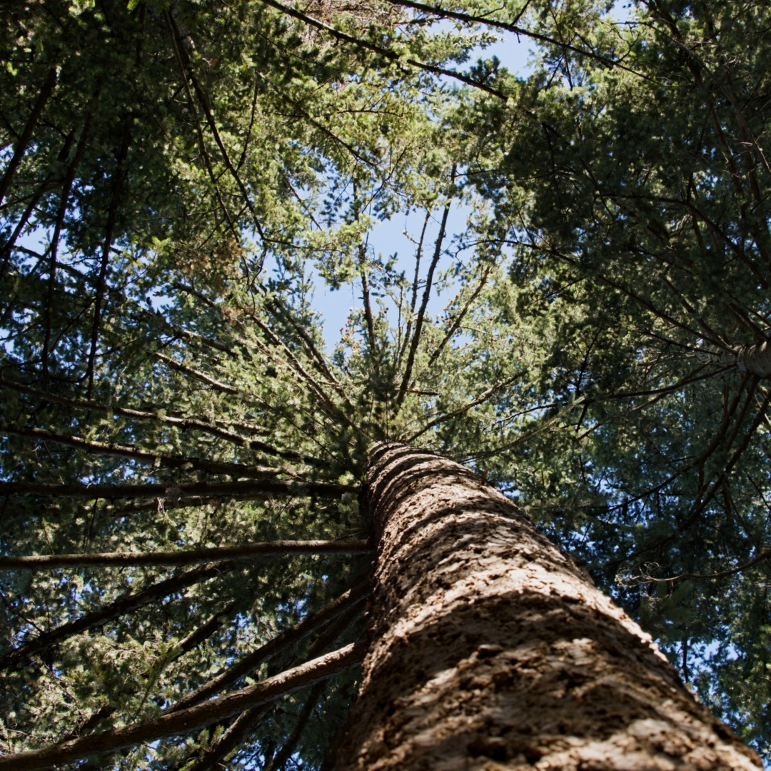 Fir trees against a blue sky